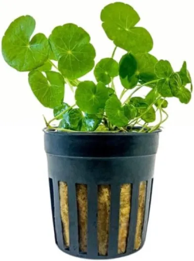 AquaOne Plante d'aquarium Hydrocotyle leucocephala I Plante aquatique Plante tige entièrement enracinée Facile d'entretien Décoration d'aquarium