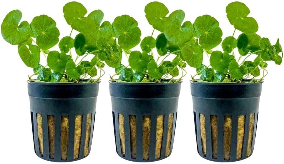 AquaOne Lot de 3 plantes d'aquarium Hydrocotyle leucocephala I Plante d'aquarium Plante tige entièrement enracinée Facile à entretenir Décoration d'aquarium