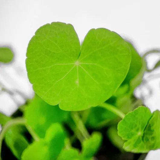 61eWzhvjWgL._AC_SL1000_