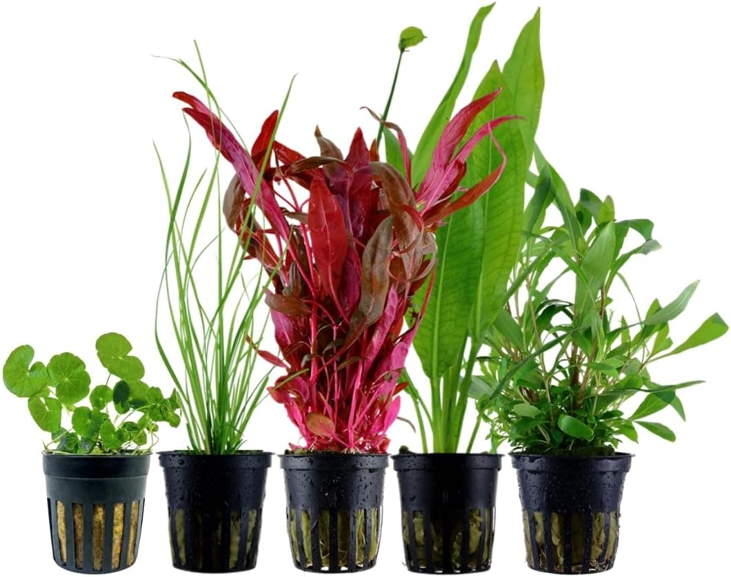AquaOne Plantes d'aquarium I 5X plantes aquatiques I Plantes de fond pour aquarium I Alternanthera Echinodorus Cyperus Hydrocotyle Hygrophila I Lot de 5 plantes de fond N° 119