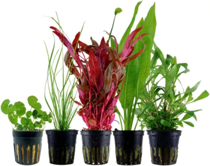 AquaOne Plantes d'aquarium I 5X plantes aquatiques I Plantes de fond pour aquarium I Alternanthera Echinodorus Cyperus Hydrocotyle Hygrophila I Lot de 5 plantes de fond N° 119