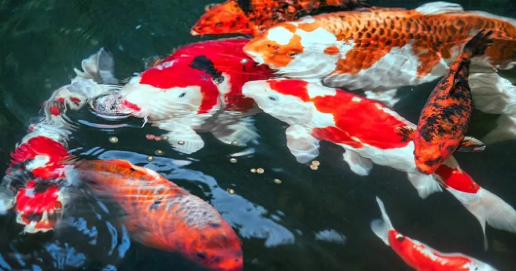 610jy3ylyjL._AC_SL1200_