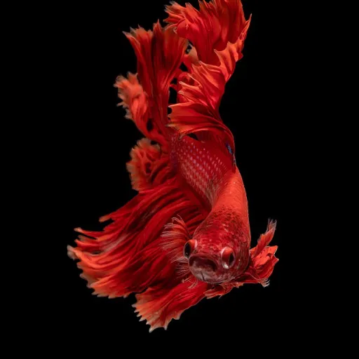 Tout savoir sur la microrasbora galaxy, un poisson fascinant pour votre aquarium