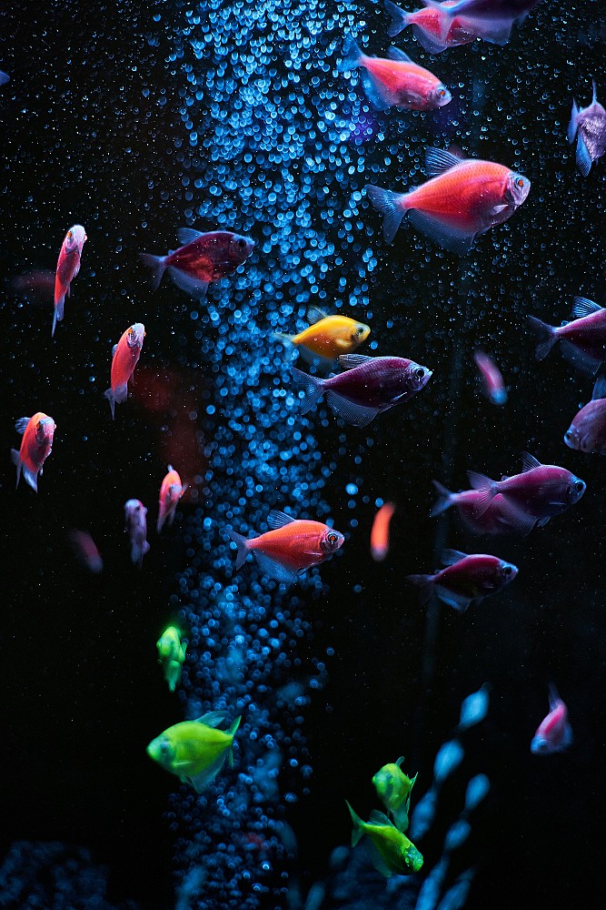 Aquaponie aquarium : créer un écosystème équilibré entre plantes et poissons à la maison