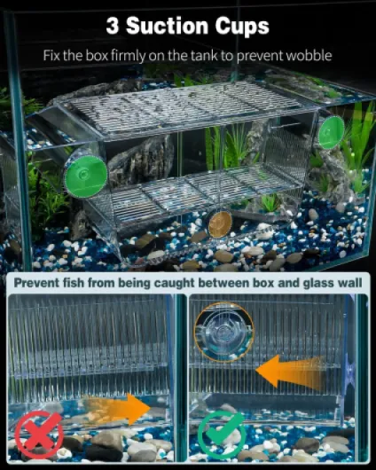 Incubateur Aquarium Acrylique pour Bébés Poissons Crevettes Betta, Grande Boîte d'Acclimatation pour Poissons Agressifs Guppy Platy L (17,3 x 10 x 10 cm)