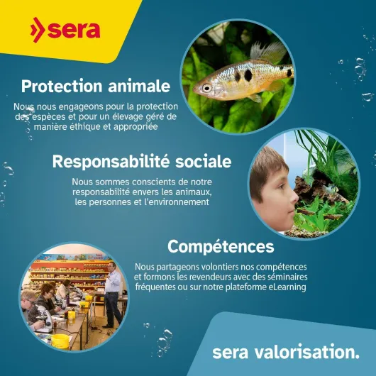 71T7rHo6dVL._AC_SL1500_