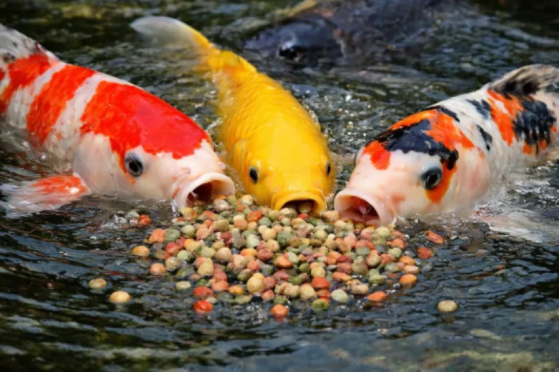 71IMZj00UkL._AC_SL1500_