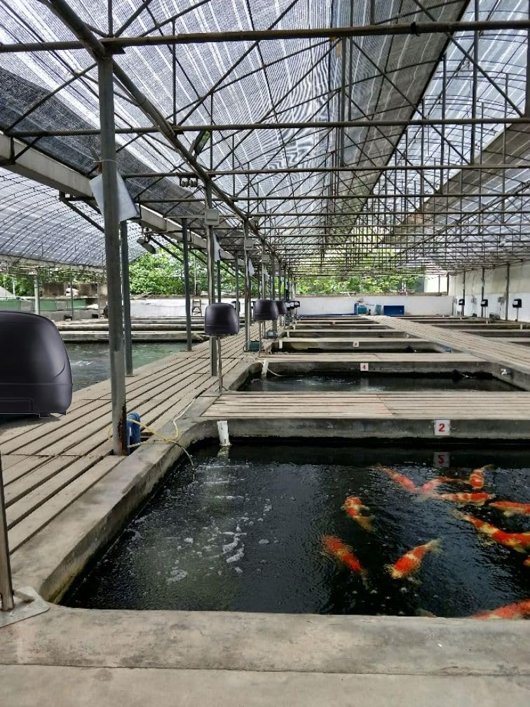 10L Pond feeder, Fish feeder, Distributeur nourriture poisson bassin exterieur, Distributeur de nourriture pour poisson