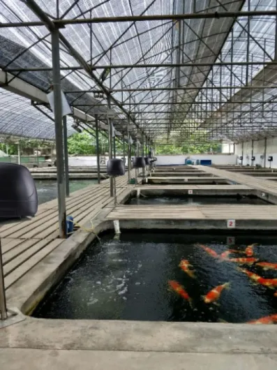 10L Pond feeder, Fish feeder, Distributeur nourriture poisson bassin exterieur, Distributeur de nourriture pour poisson