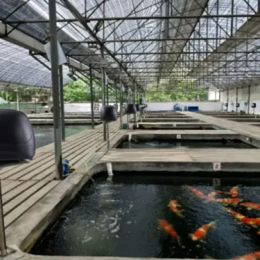 Test distributeur automatique AFGSsm 10L : le nourrisseur de bassin qui évite d’embêter le voisin