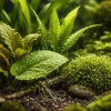 Cinq plantes robustes pour un aquarium planté sans prise de tête