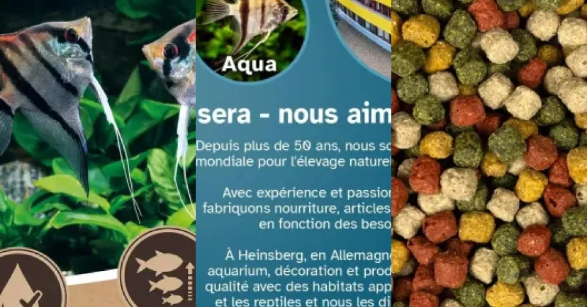 Classement des 5 meilleurs daphnies (avril 2026)