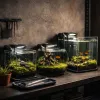 Nano-aquariums : pourquoi le petit format séduit les nouveaux aquariophiles