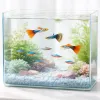 Guppys et néons : cohabitation idéale ou duo à risques ?