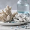 Journée mondiale des océans : ce que notre hobby fait (vraiment) à la biodiversité marine