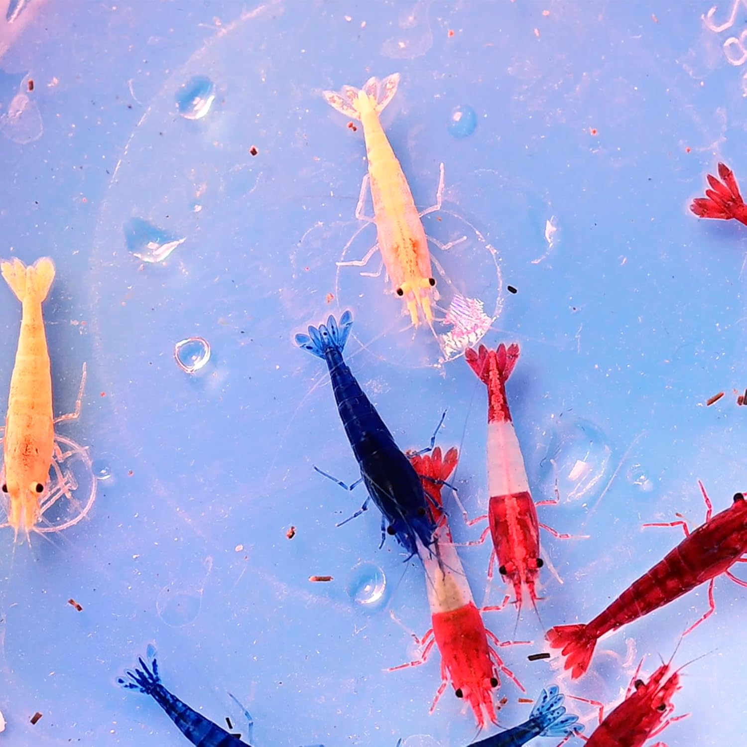 AquaBreedingSkill Lot de 20 crevettes d'aquarium vivantes Neocaridina de différentes Couleurs, Crevettes Vivantes pour Aquarium, Taille 1,5-2 cm, aquariophilie