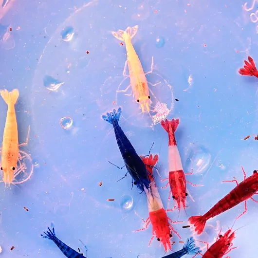 AquaBreedingSkill Lot de 20 crevettes d'aquarium vivantes Neocaridina de différentes Couleurs, Crevettes Vivantes pour Aquarium, Taille 1,5-2 cm, aquariophilie