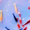 Test AquaBreedingSkill Lot de 20 Neocaridina : un mix de couleurs sympa pour débuter sans se ruiner