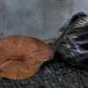Neocaridina ou Caridina : démarrer en crevetticulture sans se tromper de famille