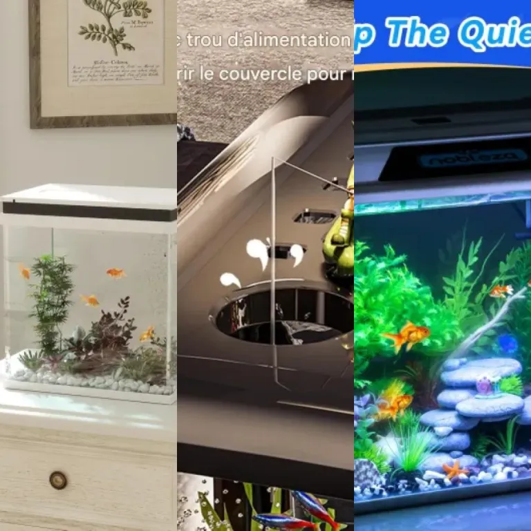 Guide d'achat : les 5 meilleurs aquariums combattant (2026)