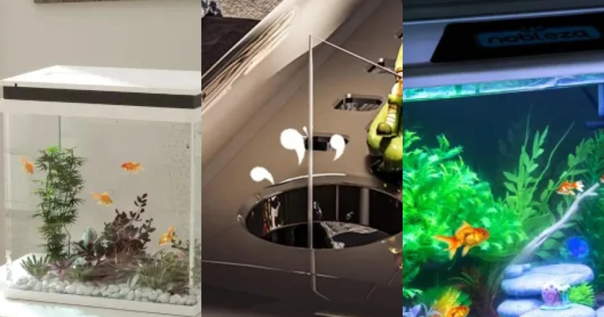 Top Aquariums combattant