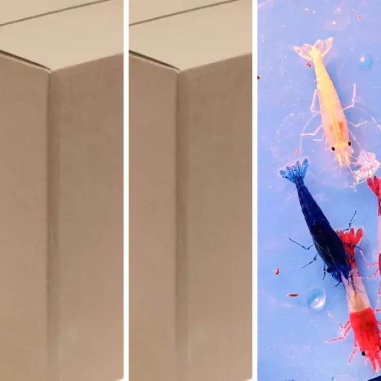 Les meilleurs aquariums pour crevettes : notre top 6 (2026)