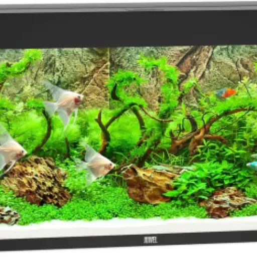 Test JUWEL Aquarium RIO 240 LED : un bac 240 L sérieux, mais pas parfait