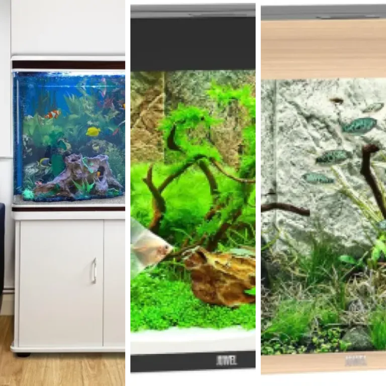Les meilleurs aquariums 300 litres : notre top 5 (2026)