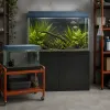 Le bac de quarantaine : l'investissement que chaque aquariophile reporte à tort