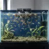 Surpopulation en aquarium : les signes discrets qu'il faut reconnaître