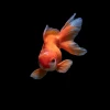 Choisir le bon aquarium de 80 litres : astuces et conseils