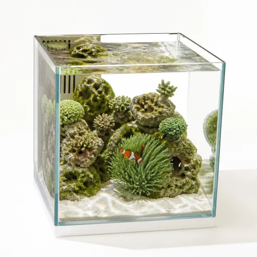 Bien choisir un aquarium pour poisson clown : guide complet pour un bac récifal équilibré
