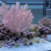 Gorgone corail : comprendre ces éventails vivants pour un aquarium marin responsable