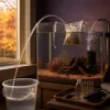 Rentrée aquariophile : démarrer un aquarium en septembre, le timing idéal